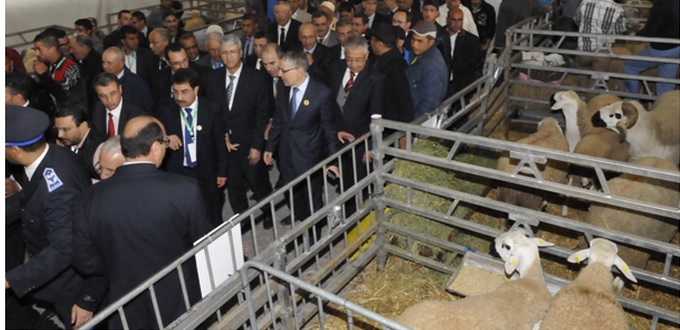 Elevage ovin : 800.000 éleveurs et 18,5 millions de têtes au Maroc