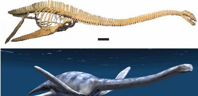 Le squelette du dinosaure marin restitué au Maroc