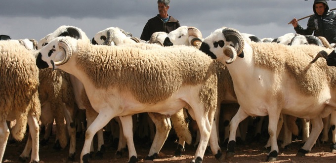 Les prix du kilogramme des ovins varient entre 39 et 45 DH
