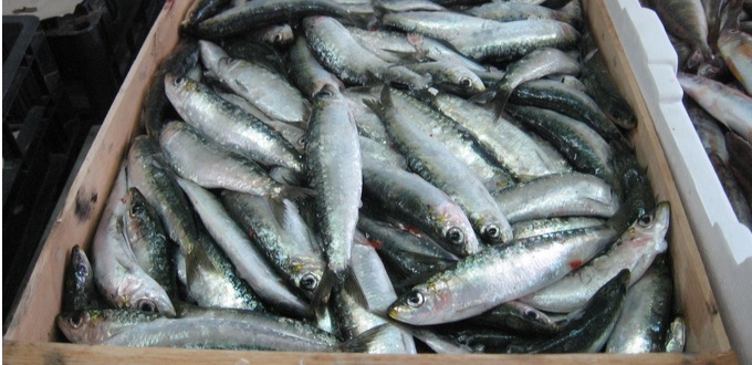 Pourquoi les sardines sont-elles aussi chères dans les marchés