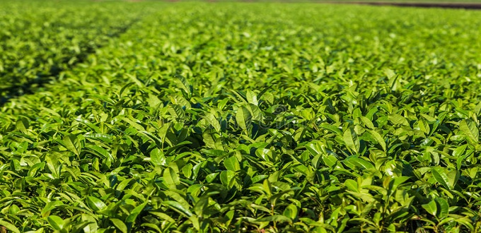 Hausse de 4,2 % de la consommation du thé au Maroc 