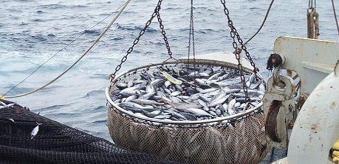 Chute de la production halieutique pour les débarquements de juin