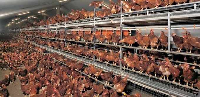Polémique sur la mortalité de 20 % des élevages avicoles en période de canicule, la FISA dément  