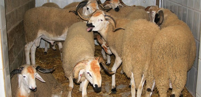 Le gouvernement oeuvre à doubler le nombre d’ovins importés pour l’Aid al-Adha (Baitas)