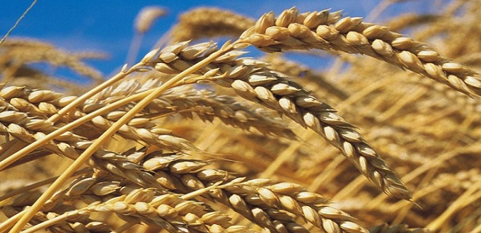 Les droits de douane sur le blé tendre seront suspendus entre novembre et décembre
