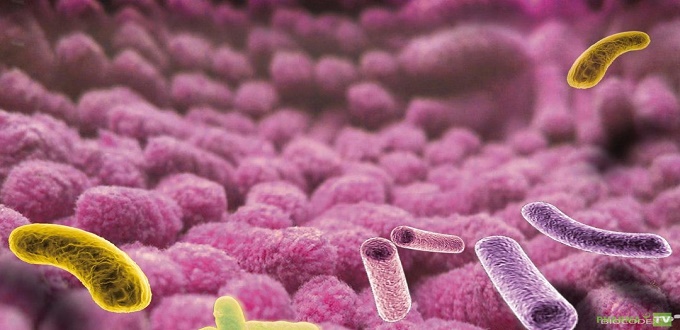 Le microbiote intestinal, un espoir pour soigner les maladies chroniques en débat à Casablanca