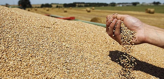 Campagne agricole: 430.000 ha de céréales programmés dans l'Oriental