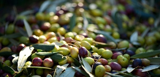 La région de Marrakech-Safi enregistre des productions d’olives record en 2018