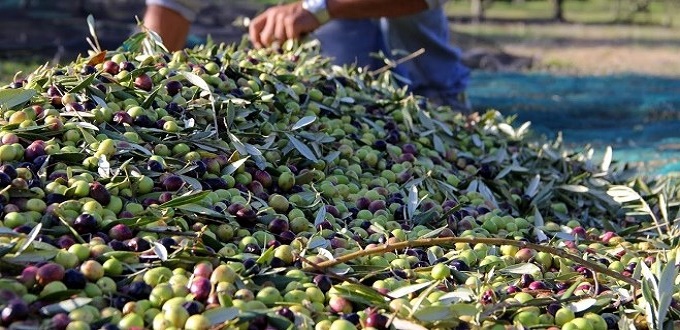 Olives : une récolte record de plus de 2 millions de tonnes pour l'actuelle campagne oléicole (professionnels)