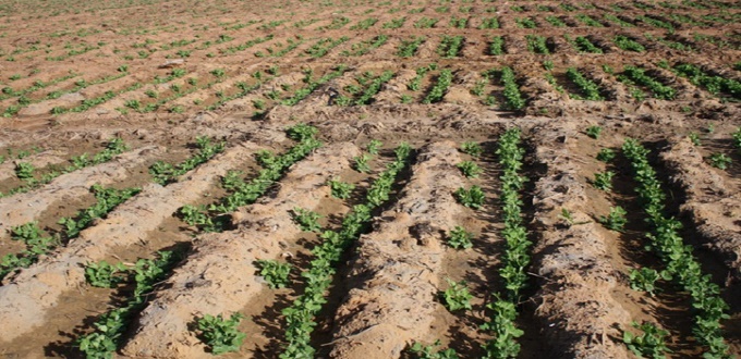 Agriculture : plus d’un million d’hectares de terres labourées dans la région Casablanca-Settat
