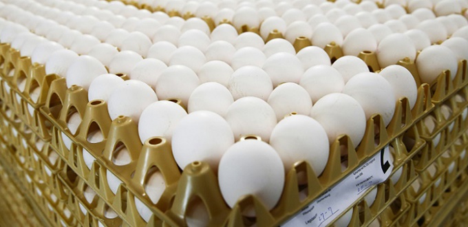 Le marocain consomme 185 œufs/an entre 2010 et 2018 (ANPO)